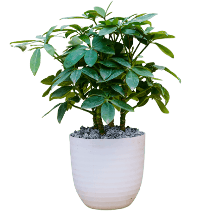 Birthright || Scafflera || Plant Birthright || Scafflera || Plant