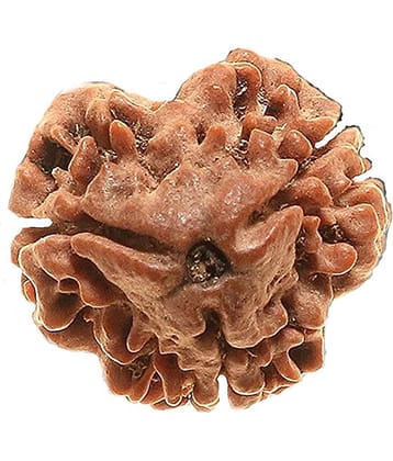rudradivine Rudraksha Pack of 1