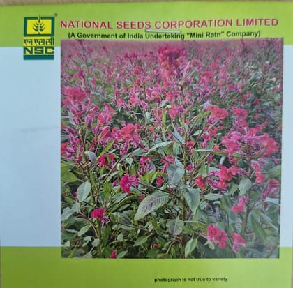 NSC Celosia Flower Seed,10gm