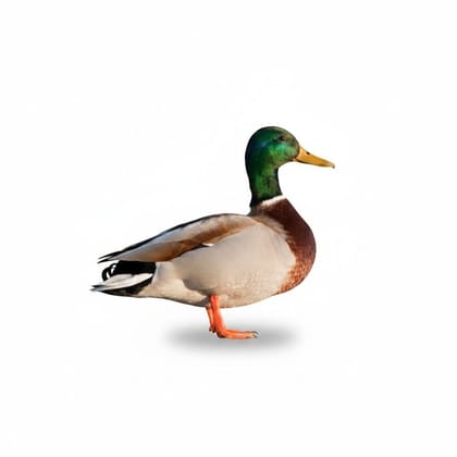 Fresh Whole Duck - 1 kg - One whole duck