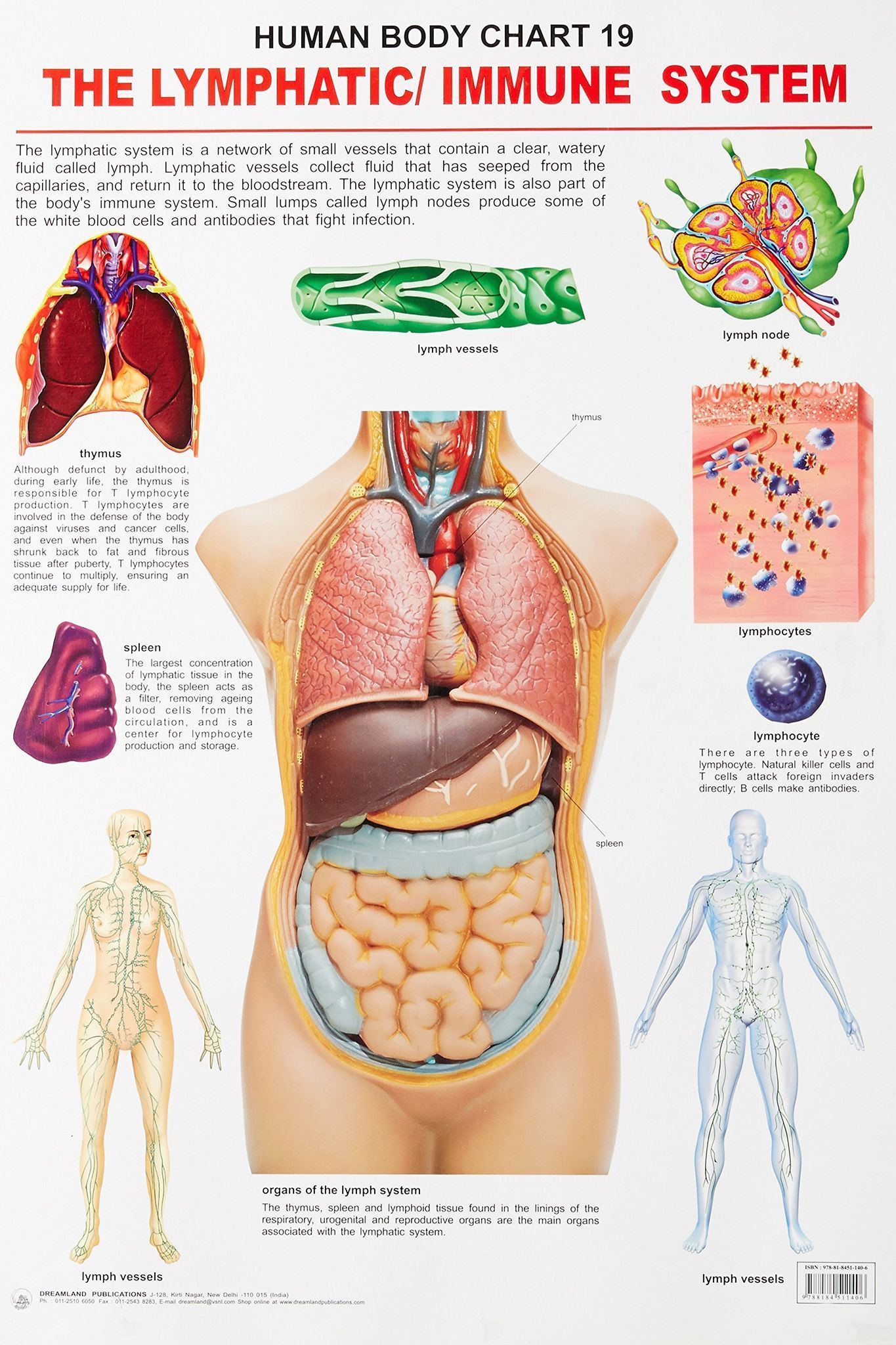 The Lymphatic/Immune System Wall Chart (Human Body Chart) - Both Side Hard Laminated (Size 48 x 73 cm) [Poster] Dreamland Publications