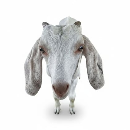 Fresh Farm Goat Meat - 10 kg - One unit of 10kg goat meat
