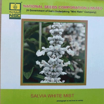 NSC Salvia White Mist Flower Seed