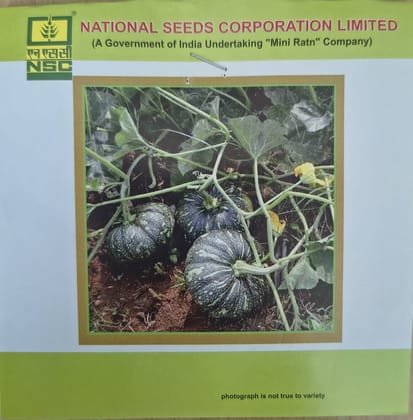 NSC Hy. Pumpkin/PPH-1 seed, 10gm