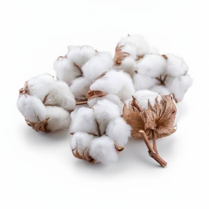 Natural Decorative Cotton Flower Stems