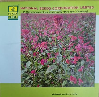 NSC Celosia Flower Seed