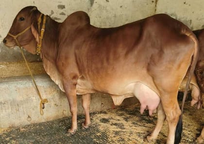 Sahiwal Cow - 15 kg - One adult cow