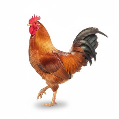 Whole Chicken - 1 kg - One whole chicken