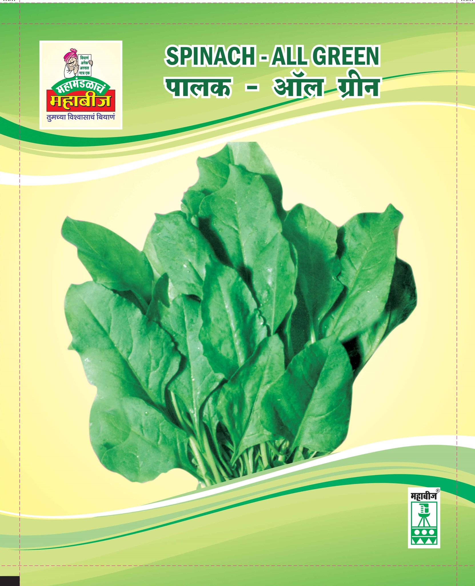 Mahabeej Palak / Palak All Green genetically pure seed 500 gm