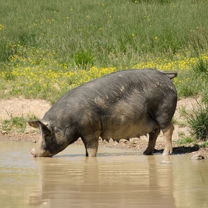 Farm-Raised Live Pig - 25 kg - One live pig