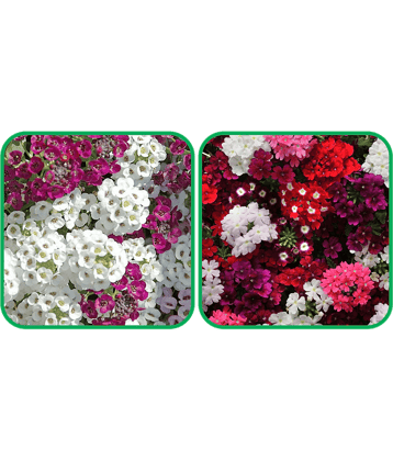 Aero Seeds Verbena Mix Color (50 Seeds) And Alyssum Mix Color (50 Seeds) Flower Seeds Pack