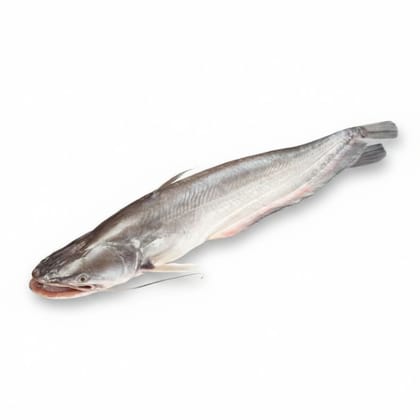 Fresh Catfish - 5 kg - Fresh whole catfish