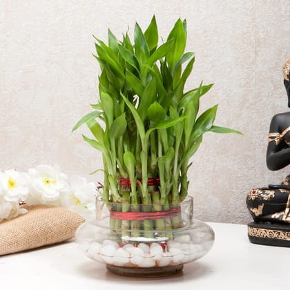 Three Layer Bamboo Good Luck Terrarium Three Layer Bamboo Good Luck Terrarium