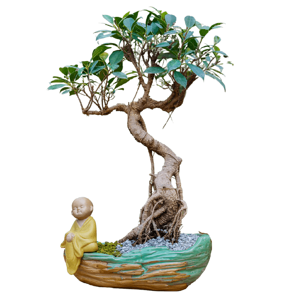 Birthright || Ficus S Shape || Plant