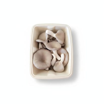 Oyster Mushrooms - 10 kg - One tray of fresh oyster mushrooms