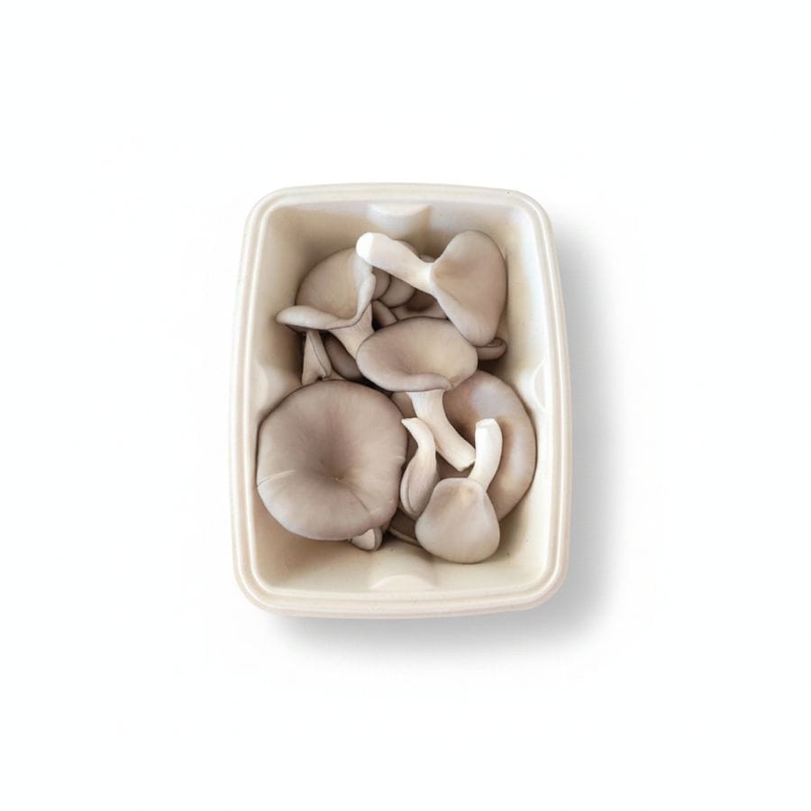 Oyster Mushrooms - 10 kg - One tray of fresh oyster mushrooms