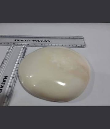 Big Gomati Chakra - 1 Unit  - 8 Cms Approx - Rare