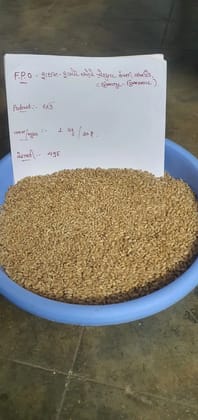 Wheat  Gehu 1 KG