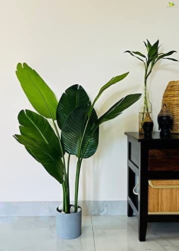 Artificial Banana Plant with Basic Black Pot | 3 Stems Having 7 Leaves | Big Ornamental Plant for Interior