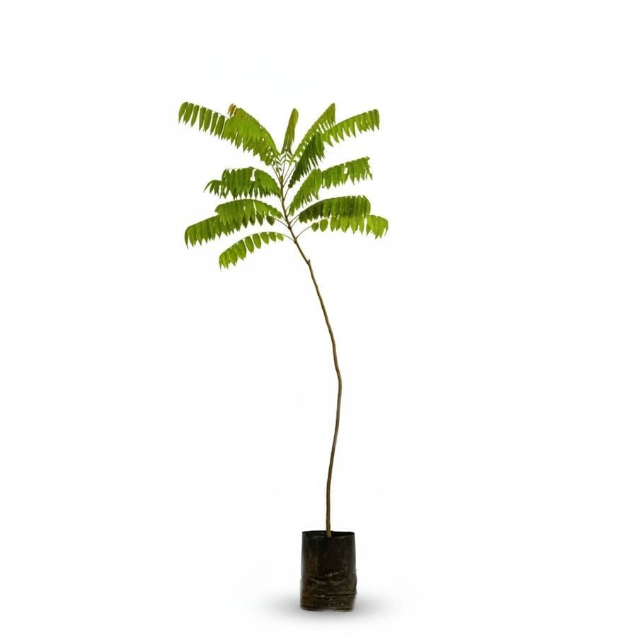 Live Plant Sapling - 200 gm - One potted live plant sapling