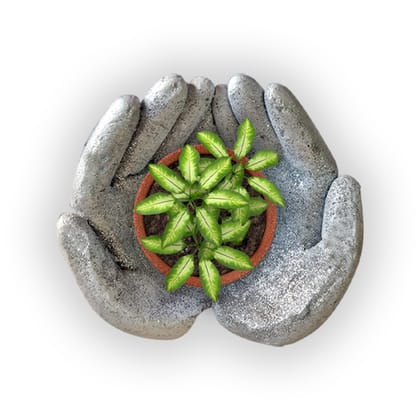 Cement Art Hands Bowl DIY Kit by Penkraft