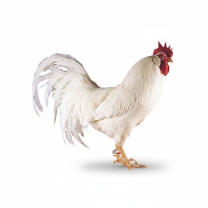 Fresh Chicken - 1 kg - One whole chicken