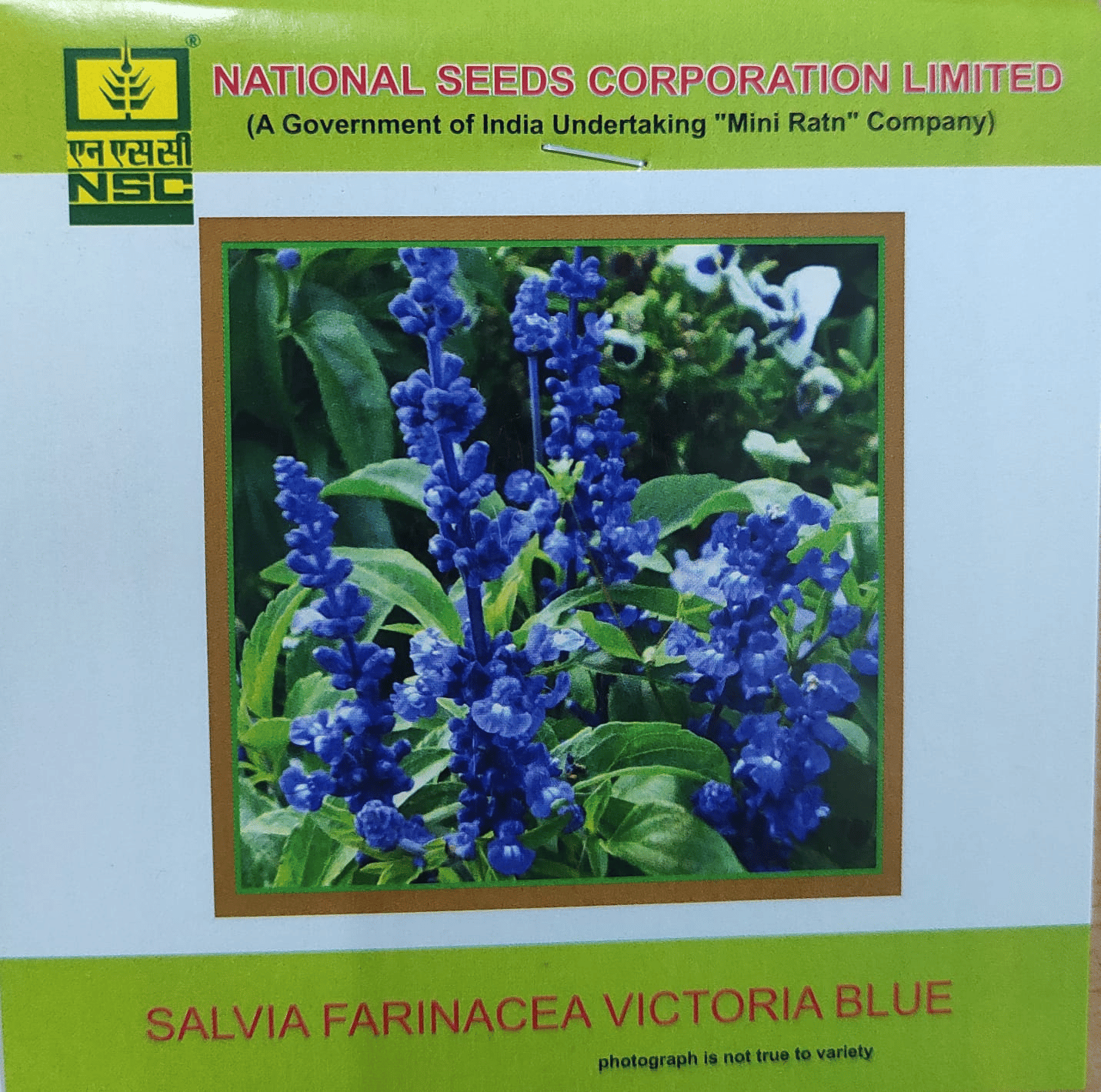 NSC Salvia Farinacea Victoria Blue Flower seed, 3gm 