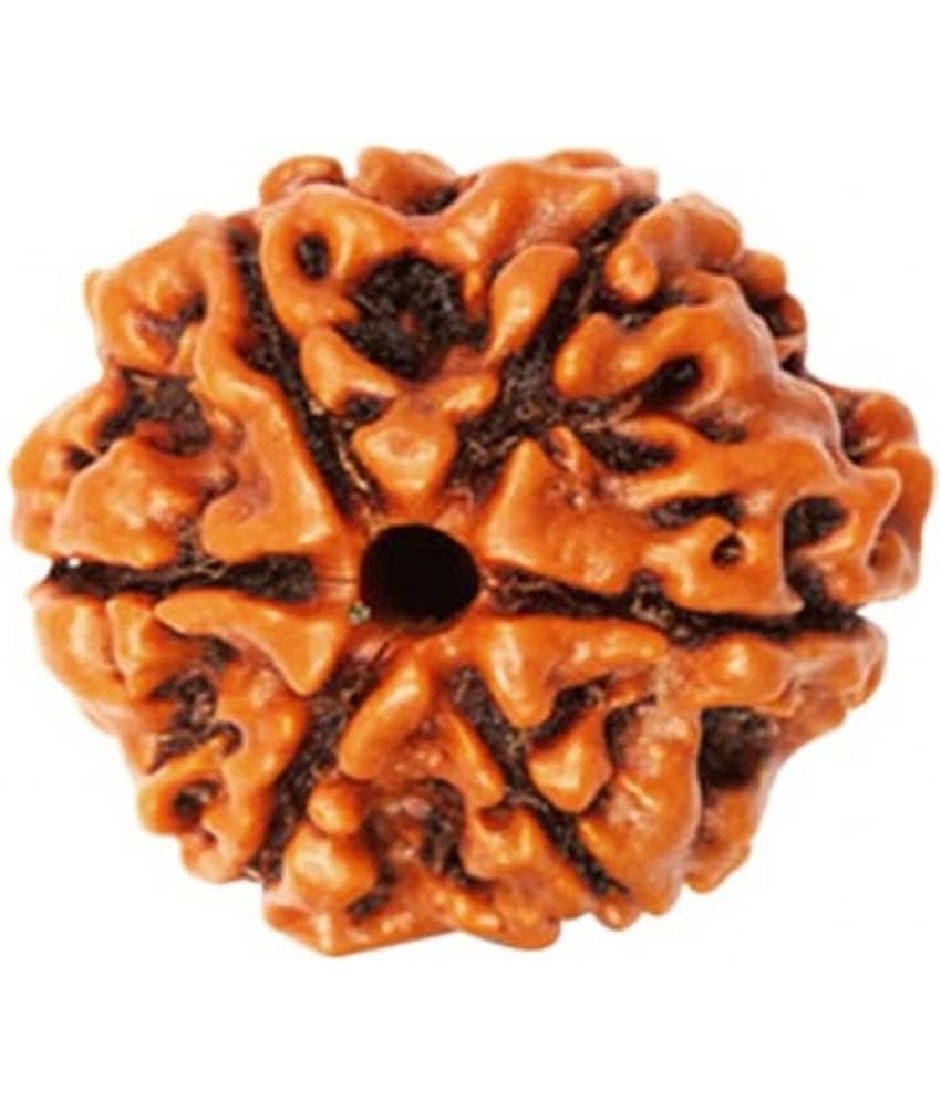Religious Kart Brown 6 Mukhi Rudraksha