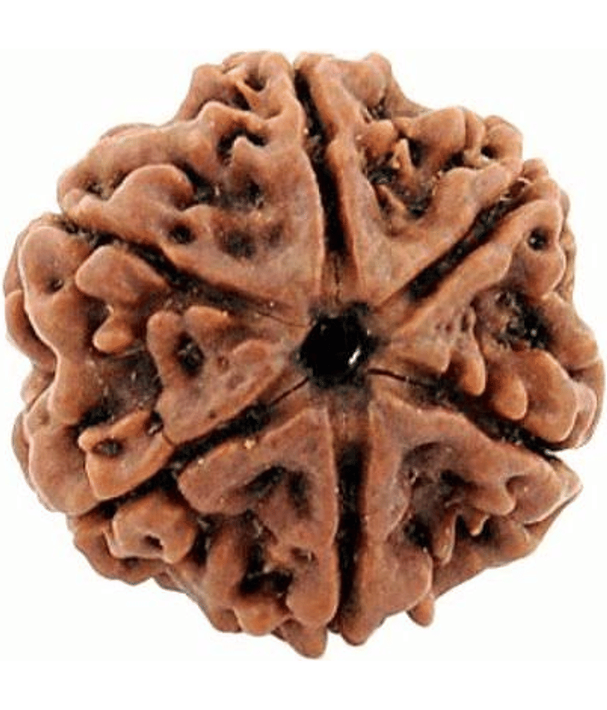 DvR ClicK - 6 Mukhi Rudraksha Bead ( Pack of 1 )