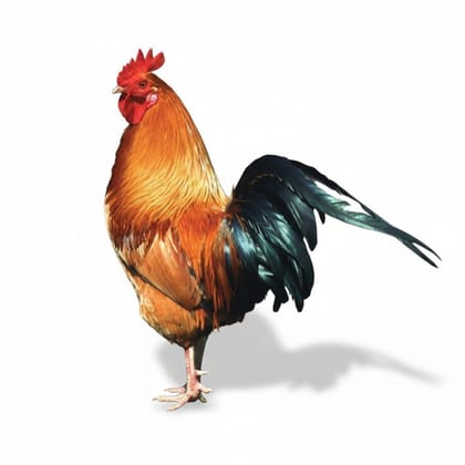 Fresh Chicken - 1 kg - One pack of fresh chicken