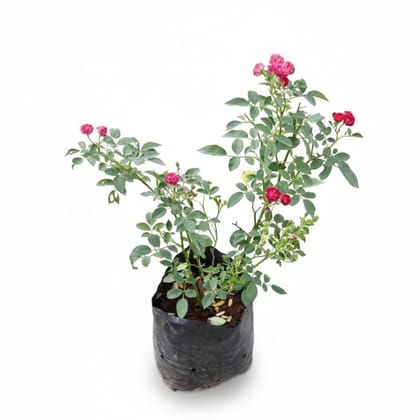 Mini Rose Plant