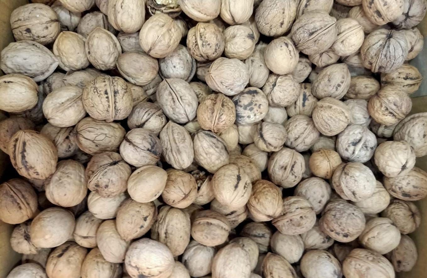 Pahad Organics Walnuts with Shell Himachali Akhrot 500 g Natural and Fresh