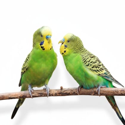 Live Budgerigar Birds - 6 kg - Pair of live budgerigars