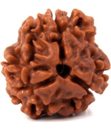 DvR ClicK - 3 Mukhi Rudraksha Bead ( Pack of 1 )