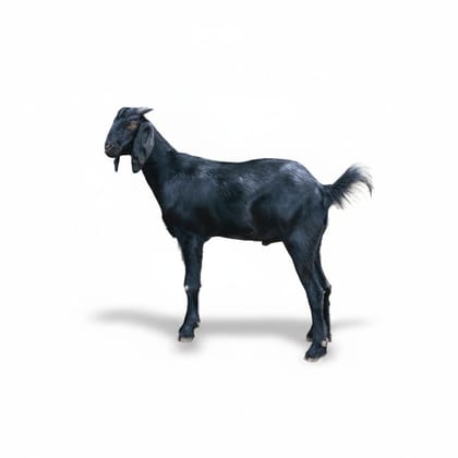 Live Goat - 40 kg - 20 units of live goat