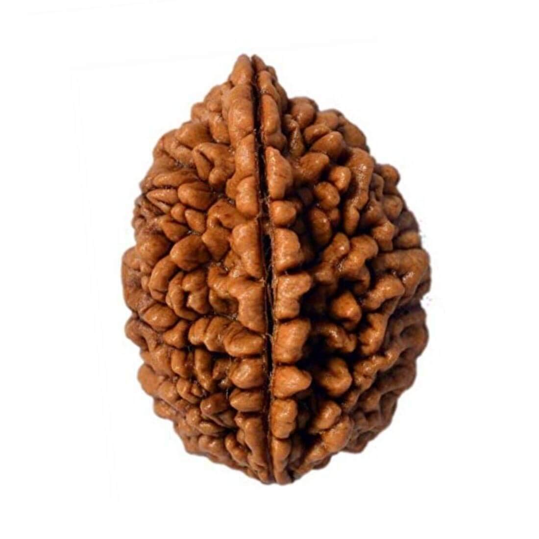 MAYAPURI 2 Mukhi Rudraksha Two Faced Nepali Rudraksh Bead Original (Pack of 1)
