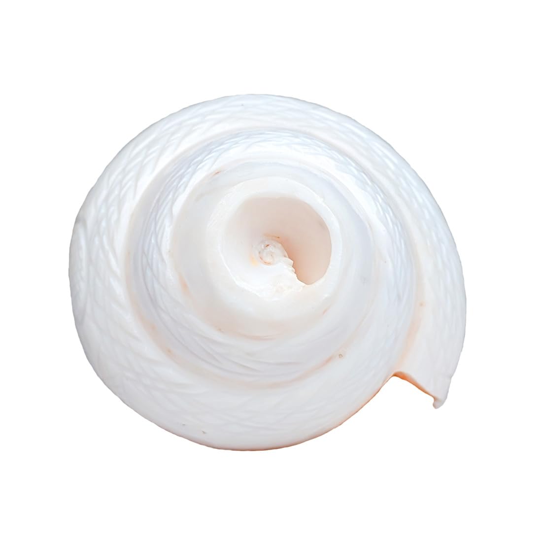 MAYAPURI Blowing Shankh Traditional Hindu Ceremonial Conch Shell for Worship and D�cor (Size-6-Inch)