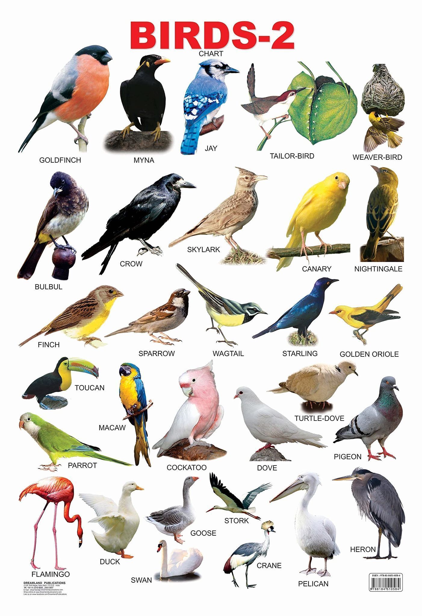 Birds-2 Educational Wall Chart For Kids - Both Side Hard Laminated (Size 48 x 73 cm) [Poster] Dreamland Publications [Poster] Dreamland Publications