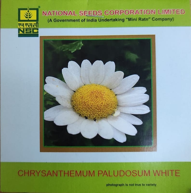 NSC Chrysanthemum Paludosum White Flower Seed