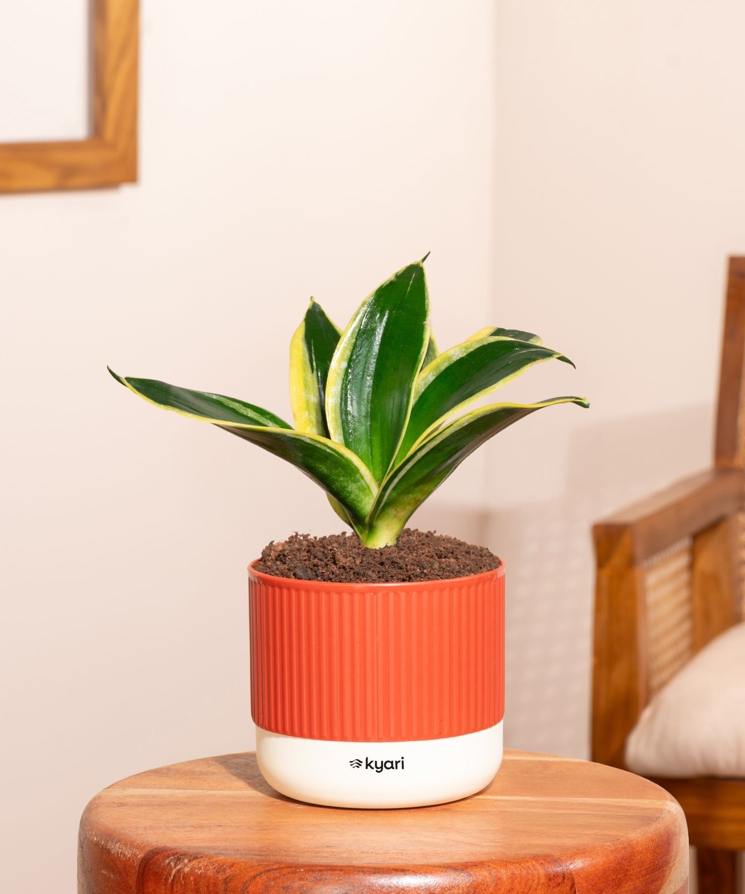 Golden Hahnii Snake Plant With Mylo Self Watering Pot