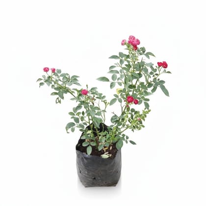 Live Rose Plant in Nursery Bag