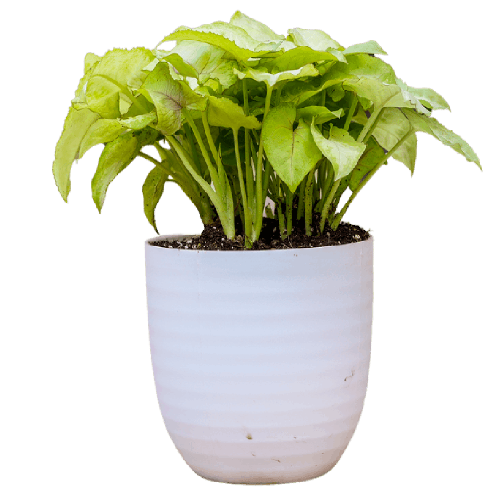 Birthright || Syngonium || Plant