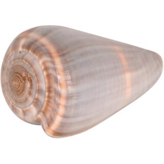 KESAR ZEMS Natural Big GREY Shankhu SEASHELL Stone For Art And Crafts/Table Decoration  Pooja Ornaments 6 x 3.5 x 3 cm