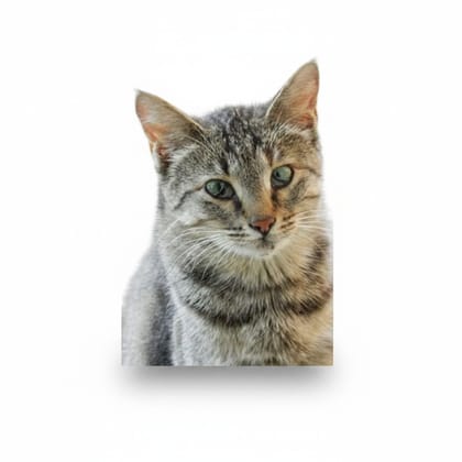 Premium Cat Food - 10 kg - One 10kg bag of cat food