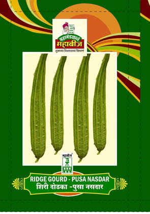 Mahabeej RidgeGourd / RidgeGourd Pusa Nasdar  genetically pure seed 50 gm