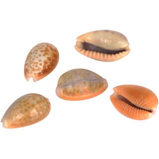 KESAR ZEMS Natural Sea Shell Stone Kaudi/Kodi/Cowry For Art And Crafts/Table Decoration  Pooja Ornaments 2.5 x 1.5 x 1