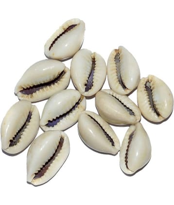 Aksaya Marketing Marble White Kodi Shell - Pack of 11