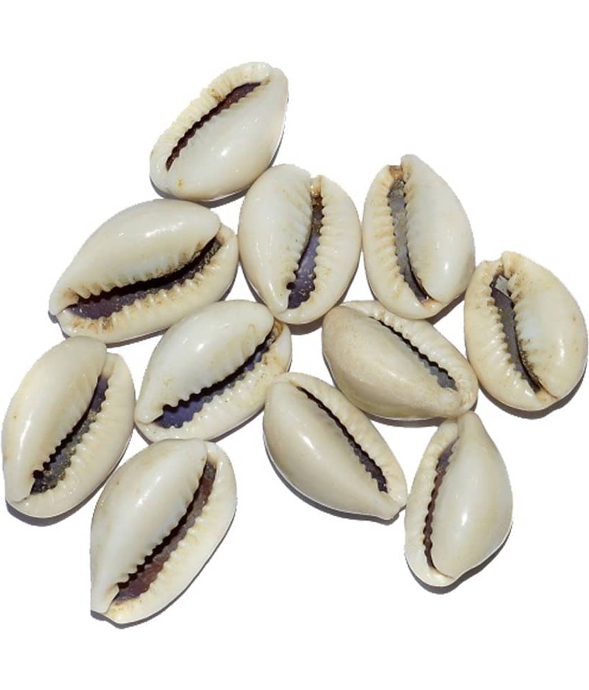 Aksaya Marketing Marble White Kodi Shell - Pack of 11