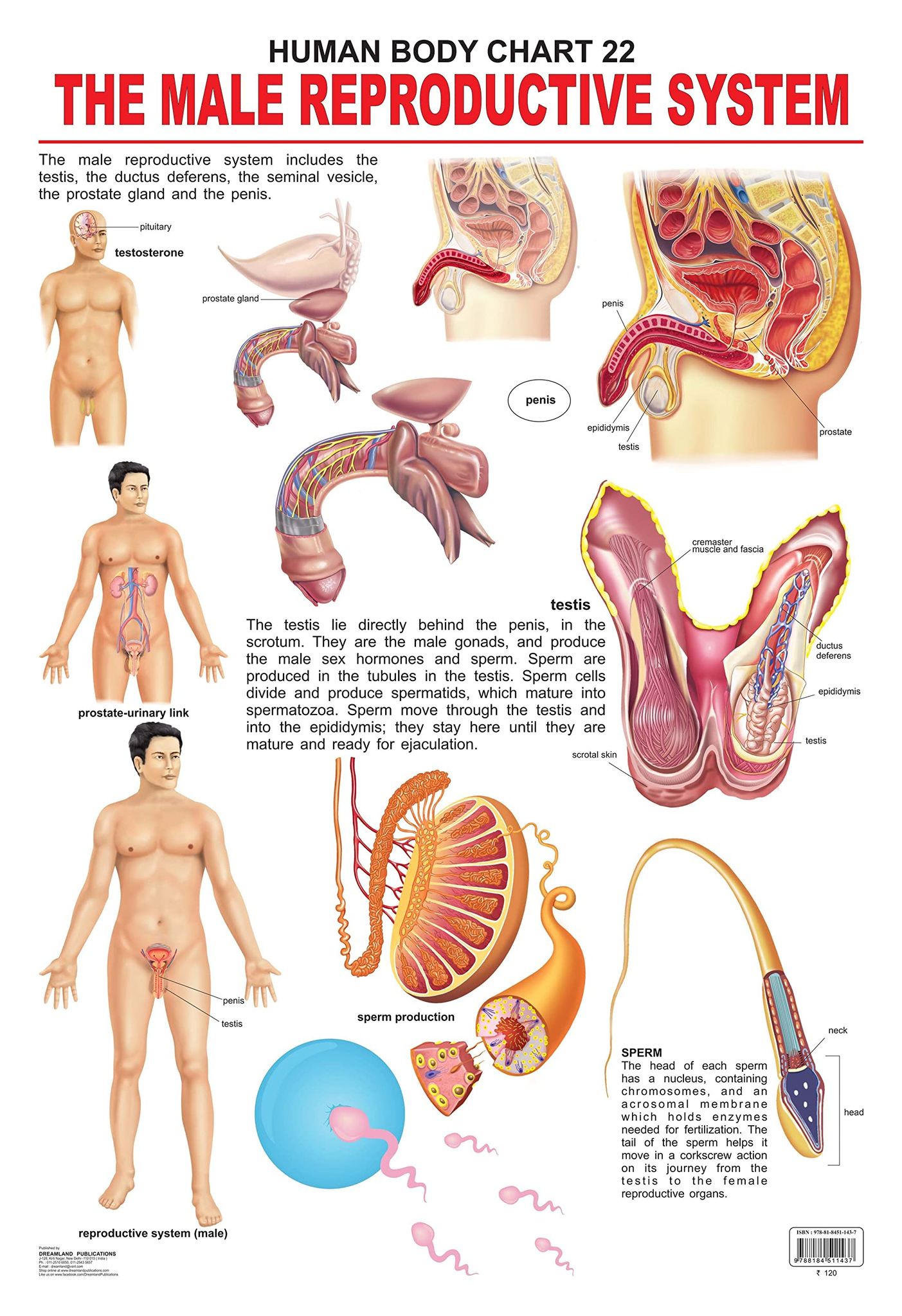 The Male Reproductive System Wall Chart (Human Body Chart) - Both Side Hard Laminated (Size 48 x 73 cm) [Poster] Dreamland Publications