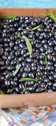 Jamun (Indian Blackberry / Java Plum) 250 G